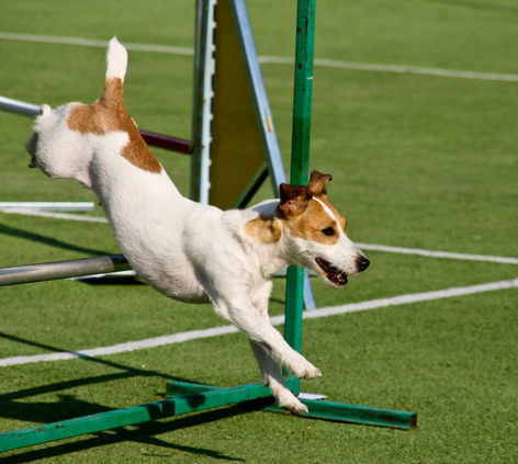 photodune-5479626-agility-dog-with-a-jack-russell-terrier-xs